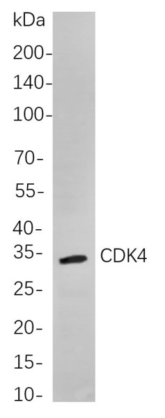 Anti-Recombinant CDK4, clone 7A9
