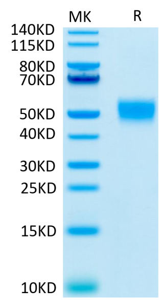 Human CD24 Protein