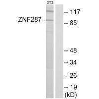 Anti-ZNF287