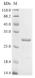 E3 ubiquitin-protein ligase RNF43 (RNF43), partial, human, recombinant