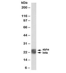 Anti-Caveolin 1 Biotin Conjugate