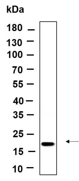 Anti-Recombinant Osteocalcin, clone 10A7