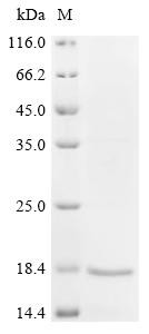Superoxide dismutase [Cu-Zn] (Sod1), mouse, recombinant