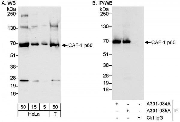 Anti-CAF-1 p60