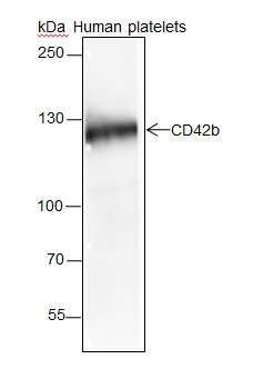 Anti-Recombinant CD42b, clone A174