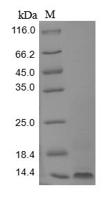 Small proline-rich protein 2B (Sprr2b), mouse, recombinant