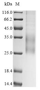 Interleukin-31 (IL31), human, recombinant