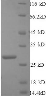 C1q-related factor (C1ql1), mouse, recombinant