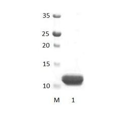 ARHGEF12 PDZ Domain