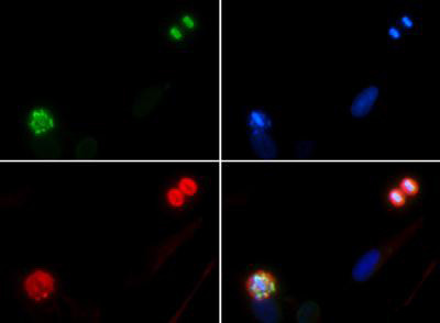 Anti-phospho-Histone H4 (Ser1)