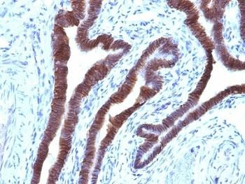 Anti-EpCAM / Cytoplasmic domain, clone EGP40/1110