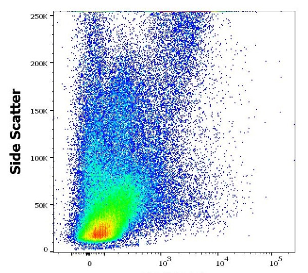 Anti-CD152 / CTLA4, clone BNI3 (PE )