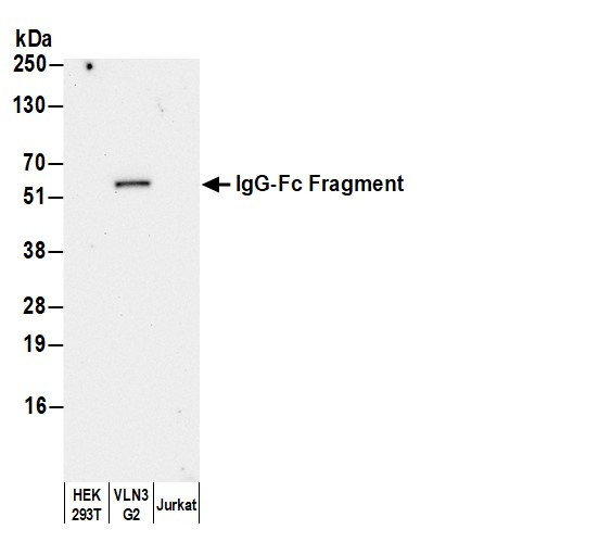 Anti-Human IgG-Fc Fragment cross-adsorbed