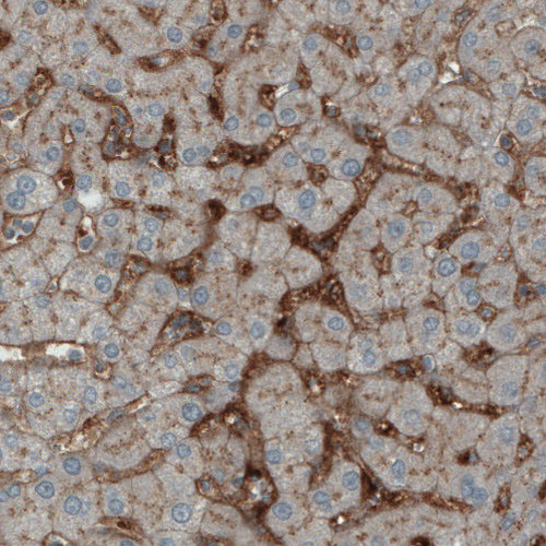 Anti-ITIH4, clone CL1858