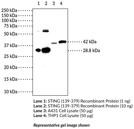 Anti-STING (C-Term) (Clone 1B10)