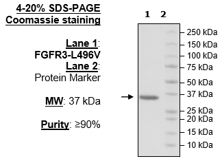 FGFR3 (L496V), His-Tag