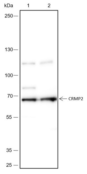 Anti-Recombinant CRMP2, clone A446