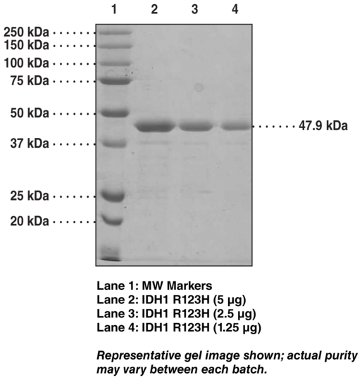 IDH1 R132H mutant (human recombinant)