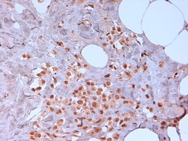 Anti-N Cadherin, clone 13A9