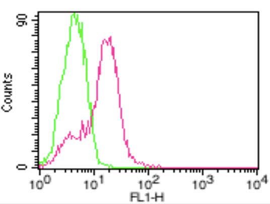 Anti-ACE2 (human), mAb (AC18F) (ATTO 488)