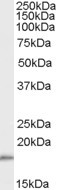 Anti-COX4I1 &amp; COX4I2, C-terminal