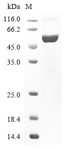 Dual specificity mitogen-activated protein kinase kinase 4 (MAP2K4), human, recombinant