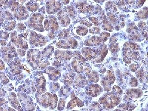 Anti-Golgi, clone 371-4