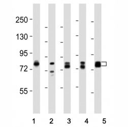 Anti-DNM1L