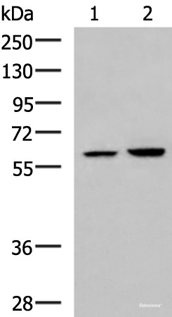 Anti-FKBP4