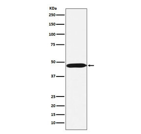Anti-ACTL6A / BAF53A, clone AFCF-1