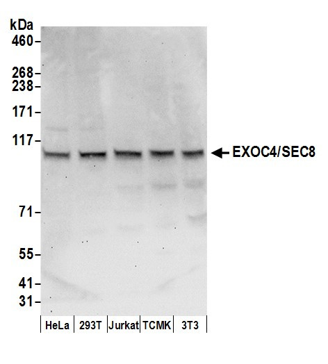Anti-EXOC4/SEC8
