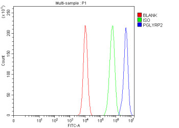 Anti-PGLYRP2 / Peptidoglycan recognition protein 2