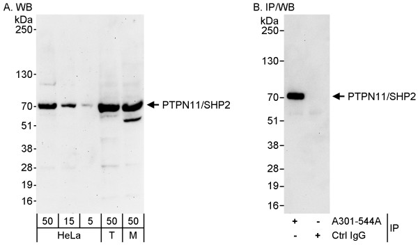 Anti-PTPN11/Shp2