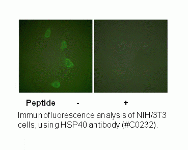 Anti-HSP40