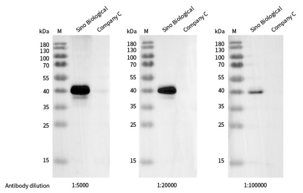 Anti-Phospho-c-Jun (Ser73) Monoclonal Recombinant Antibody