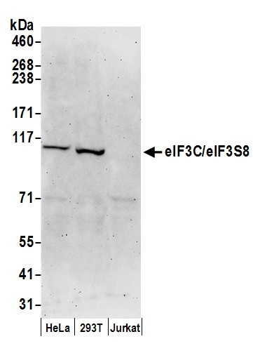 Anti-eIF3C/eIF3S8
