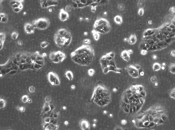HaCaT-ras II-4 Cells