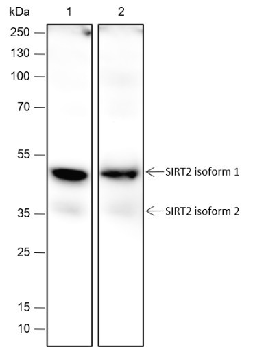Anti-Recombinant SIRT2, clone A435