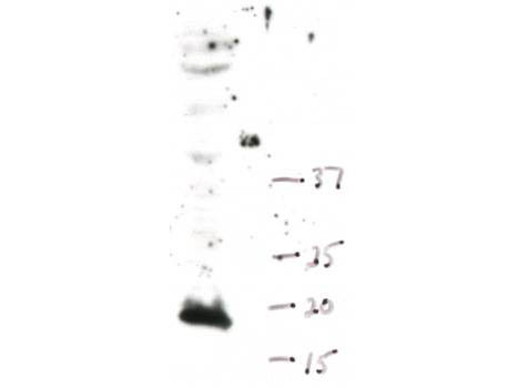 Anti-monomethyl-Histone H3 (Lys4)