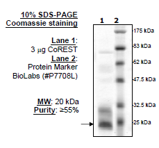 CoREST, active human recombinant protein
