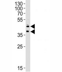 Anti-CD34, clone 132CT29.1.5