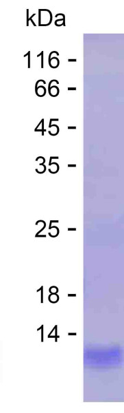 ARG1 (human), recombinant protein