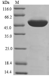 Elongation factor 1-alpha 1 (EEF1A1), human, recombinant