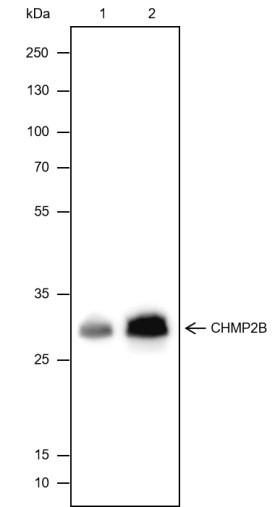 Anti-Recombinant CHMP2B, clone A441