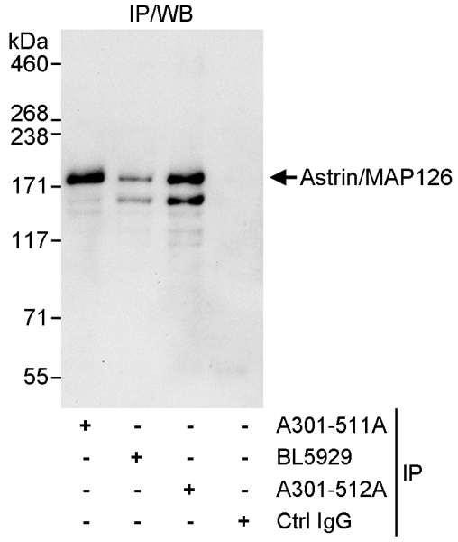 Anti-Astrin/MAP126