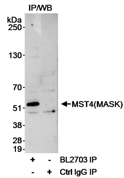 Anti-MST4/MASK