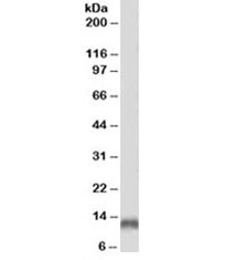Anti-Parvalbumin [Biotin Conjugate]