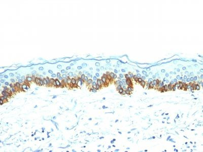 Anti-Cytokeratin, LMW(AE-1), CF405S conjugate, 0.1mg/mL