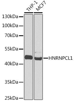 Anti-HNRNPCL1