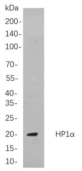 Anti-Recombinant HP1alpha, clone 4F3